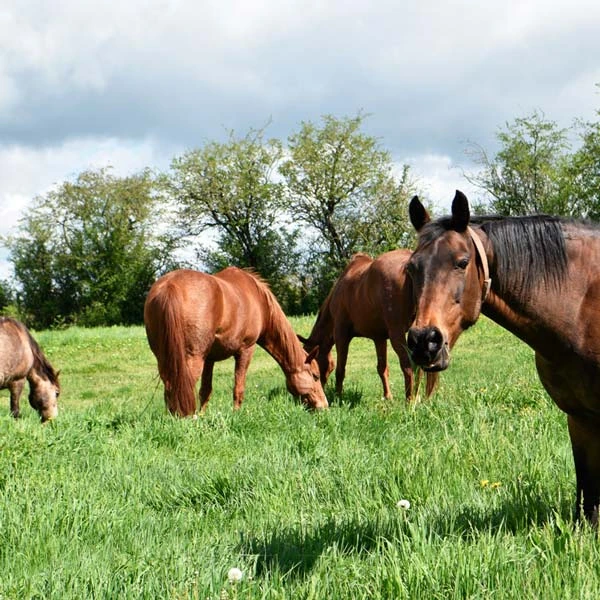 Pension pour chevaux à Châtel-Guyon, Puy-de-Dôme