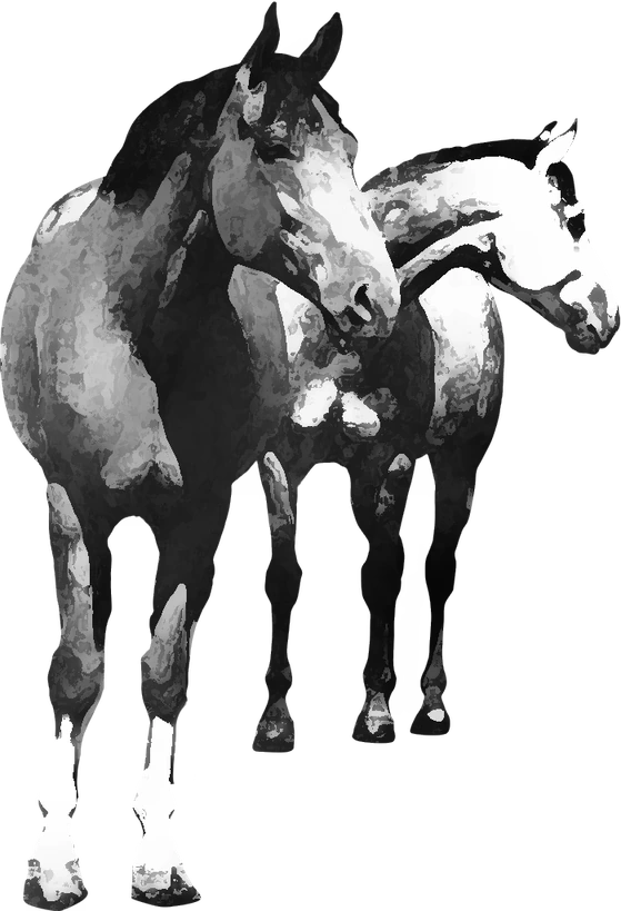 Centre équestre Centre Equestre de Châtel-Guyon, Châtel-Guyon — deux chevaux